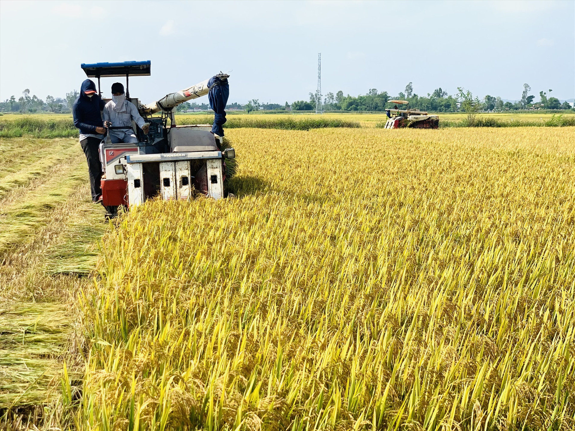 Những ngày qua, chính quyền các địa phương huy động tối đa máy gặt đập liên hợp để đẩy nhanh tiến độ thu hoạch lúa.   Ảnh: N.T