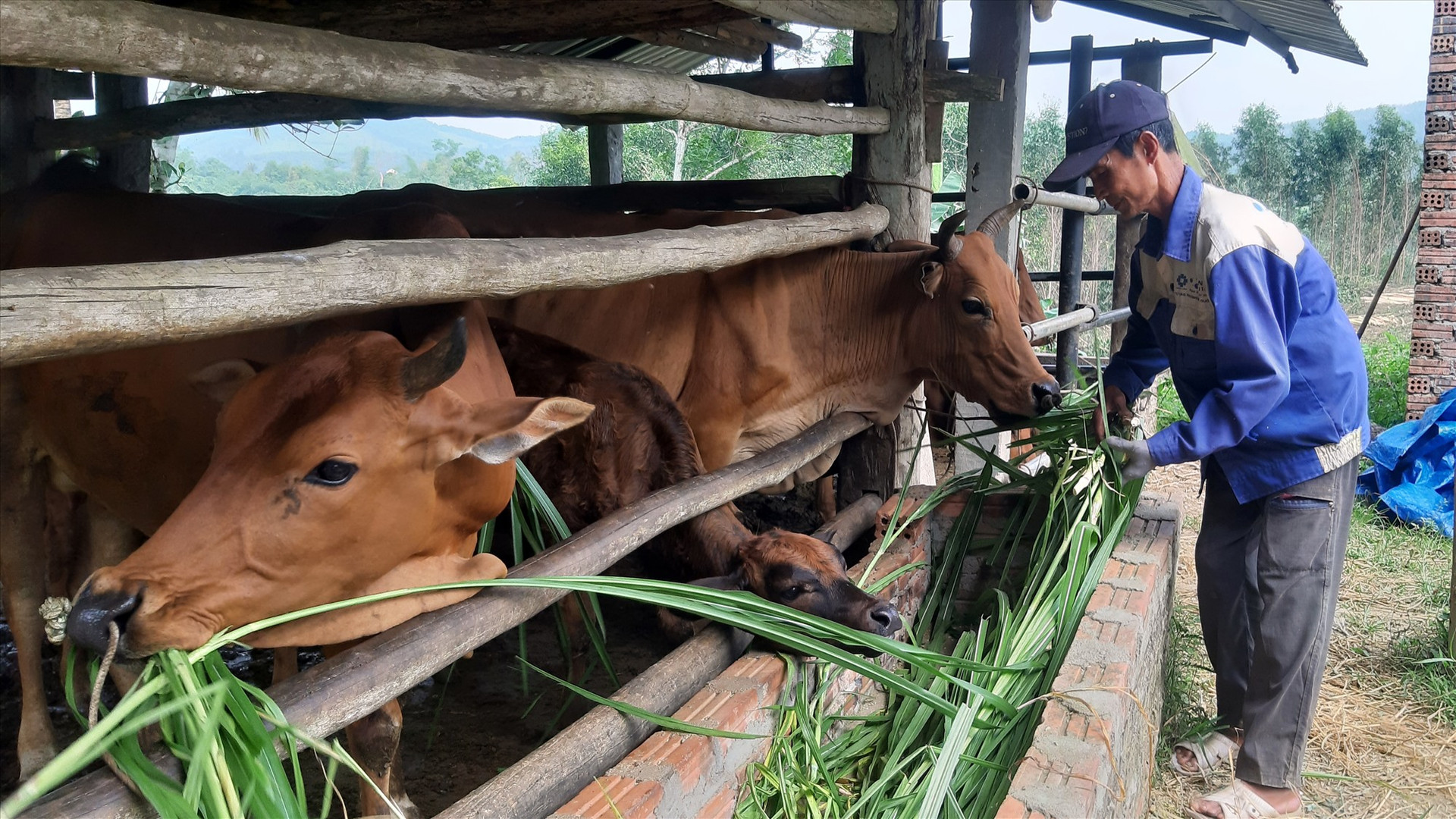 Trong 8 năm qua, bình quân hằng năm gia đình ông Võ Văn Minh ở thôn Thuận An (xã Hiệp Thuận, Hiệp Đức) có mức thu nhập khoảng 100 triệu đồng từ mô hình nuôi bò lai 3B thâm canh. Ảnh: VĂN SỰ
