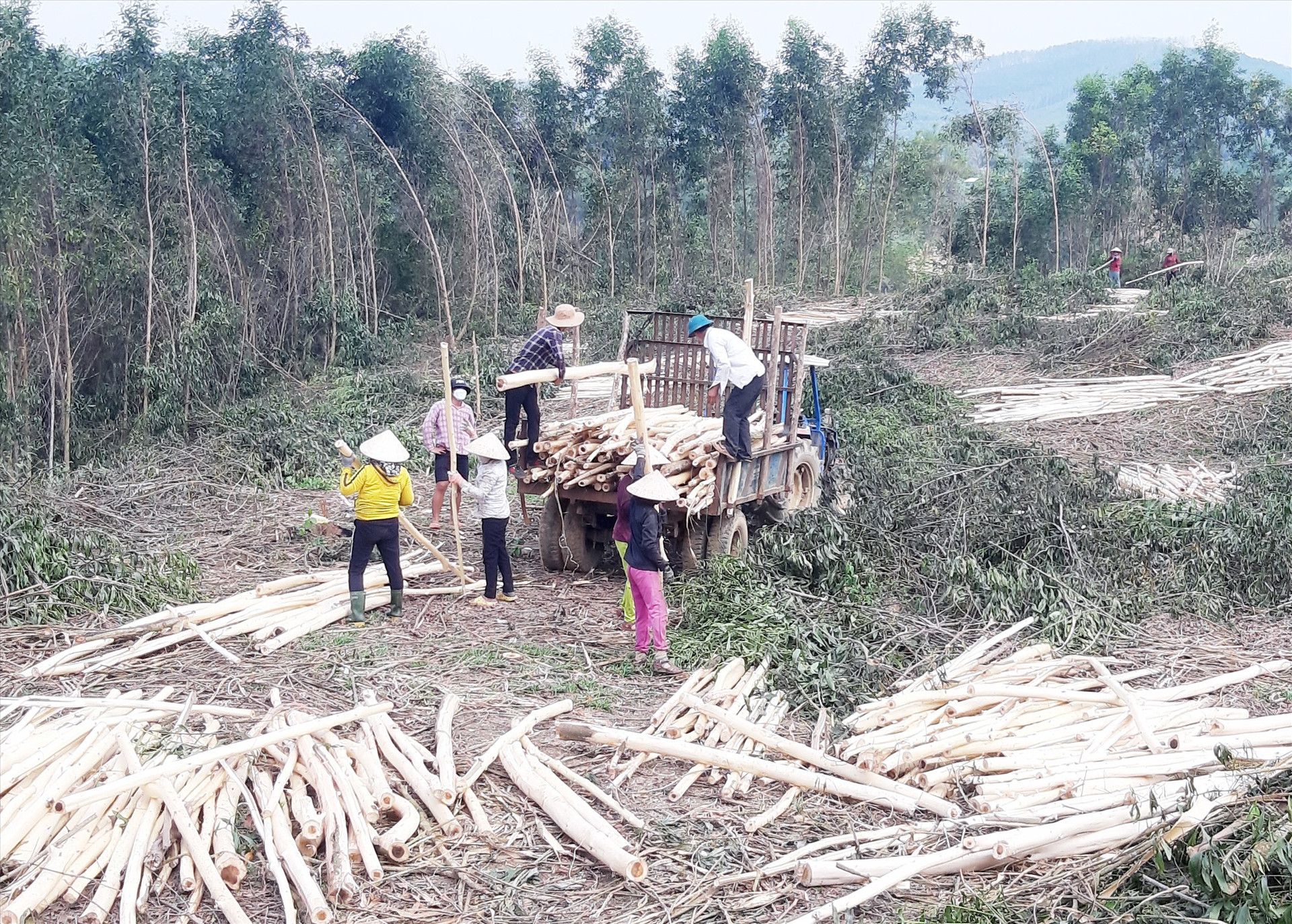 Nhờ tập trung phát triển mạnh mô hình trồng rừng nguyên liệu, nhiều hộ dân có nguồn thu nhập cao. Ảnh: VĂN SỰ