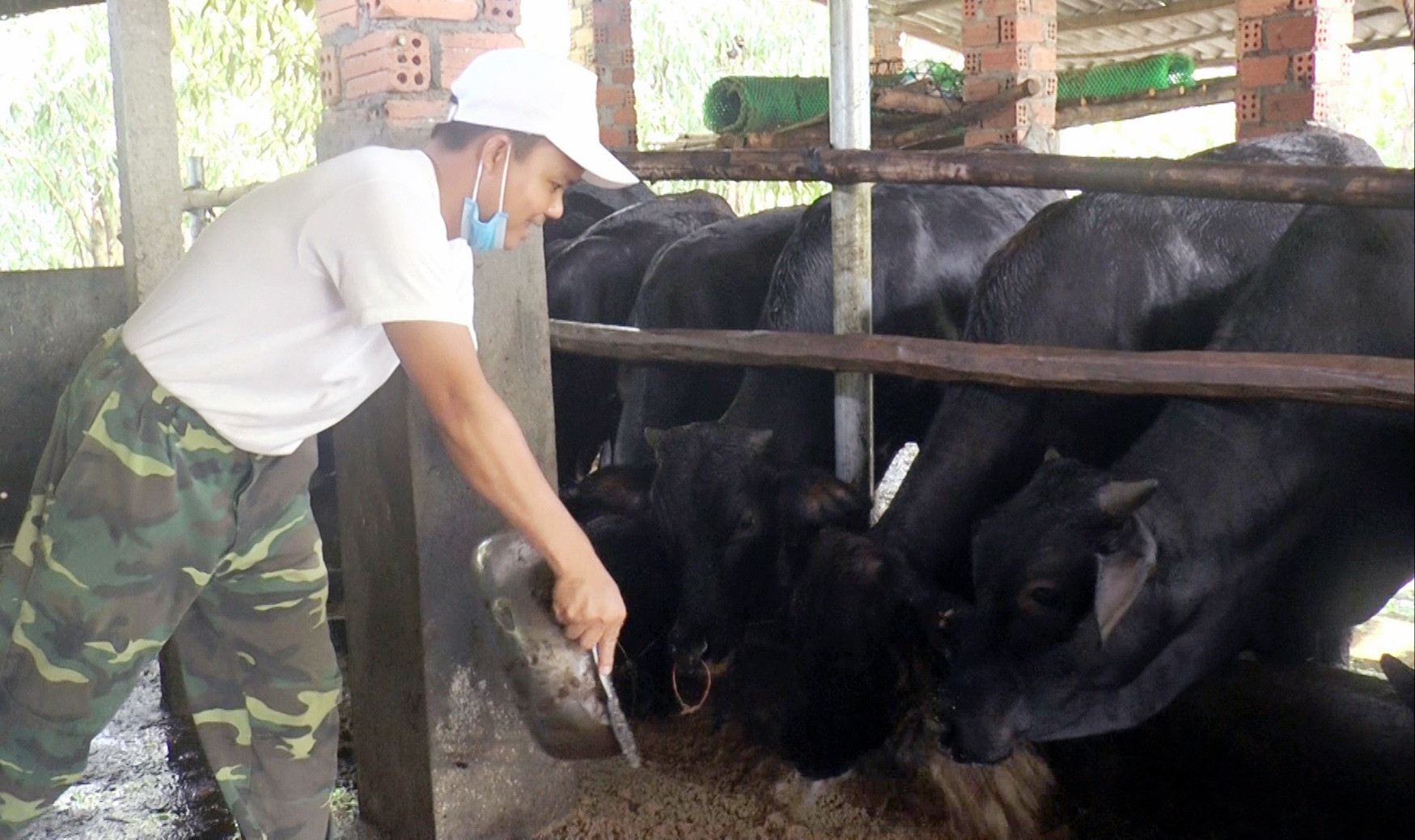 Chăn nuôi bò lai thâm canh giúp nhiều hộ dân ở Quế Sơn có nguồn thu nhập khá. Ảnh: N.S