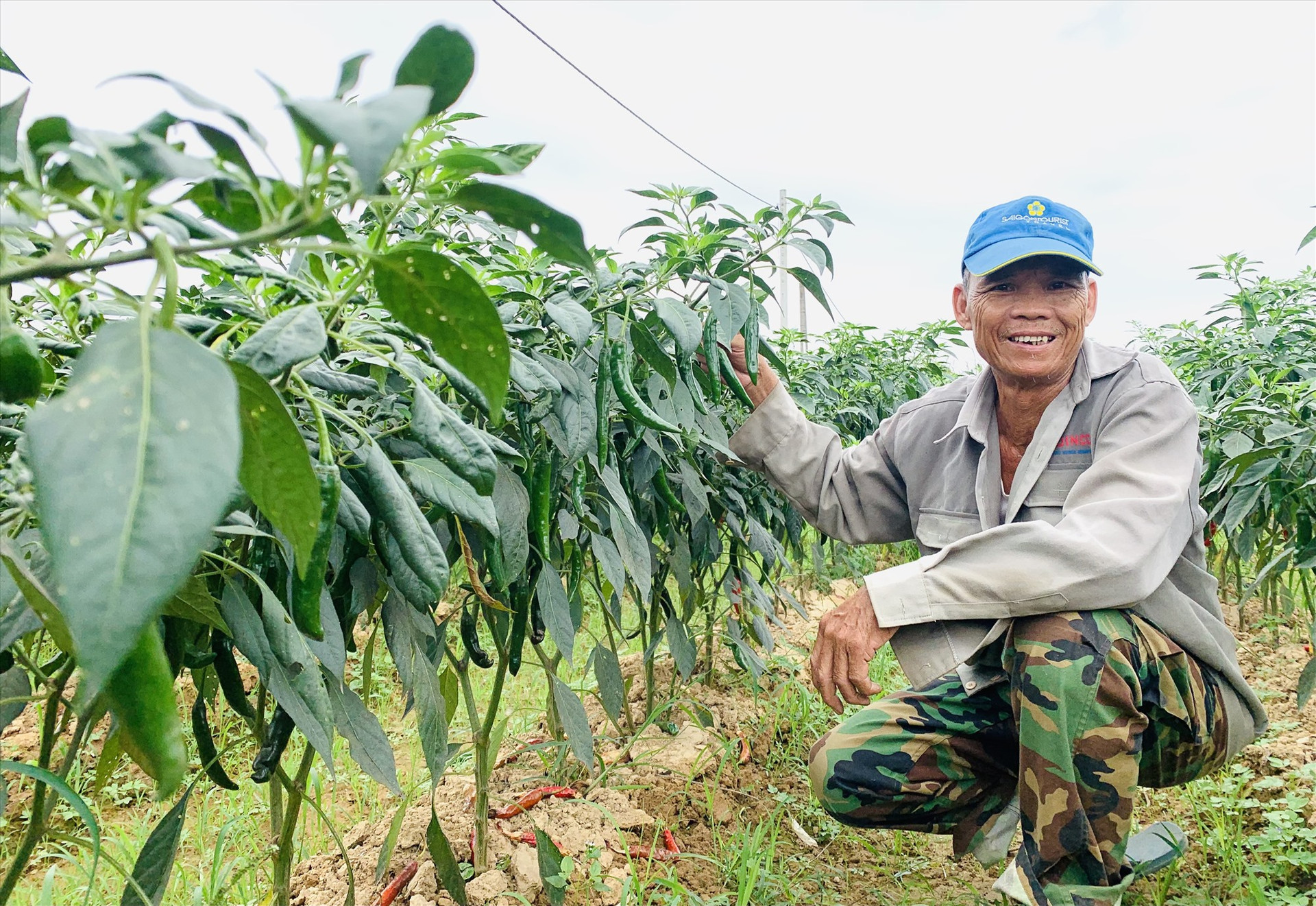 Mô hình liên kết sản xuất ớt theo chuỗi giá trị ở thôn Lệ Bắc (Duy Châu, Duy Xuyên) mang lại hiệu quả kinh tế cao cho nhà nông. Ảnh: T.L