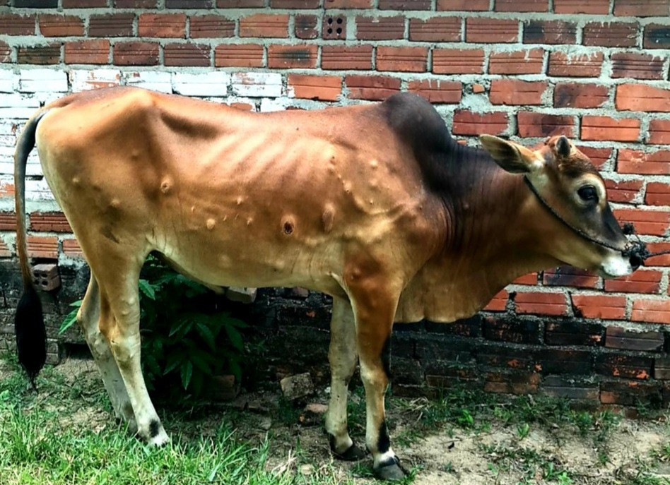 Từ đầu năm 2022 đến nay, toàn tỉnh có 487 con bò bị mắc bệnh viêm da nổi cục, trong đó có 63 con chết phải tiêu hủy bắt buộc với trọng lượng xấp xỉ 6 tấn.  Ảnh: MAI NHI