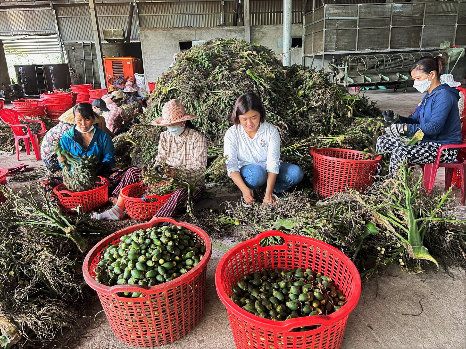 Công nhân Hơp tác xã Cau sấy Tiên Phước phân loại quả cau trước khi đưa vào lò hơi luộc chín. Ảnh: ALĂNG NGƯỚC