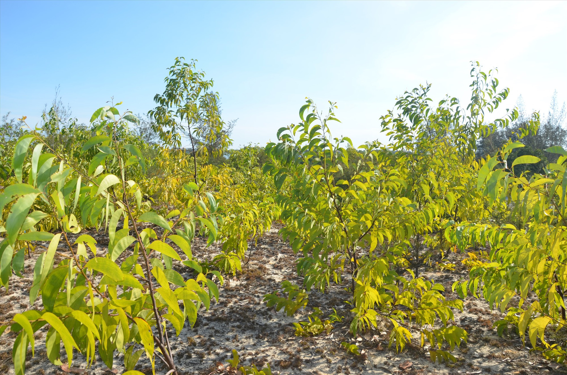 Rừng keo lá tràm được trồng nhiều ở vùng đông Tam Kỳ ,Thăng Bình, Núi Thành.