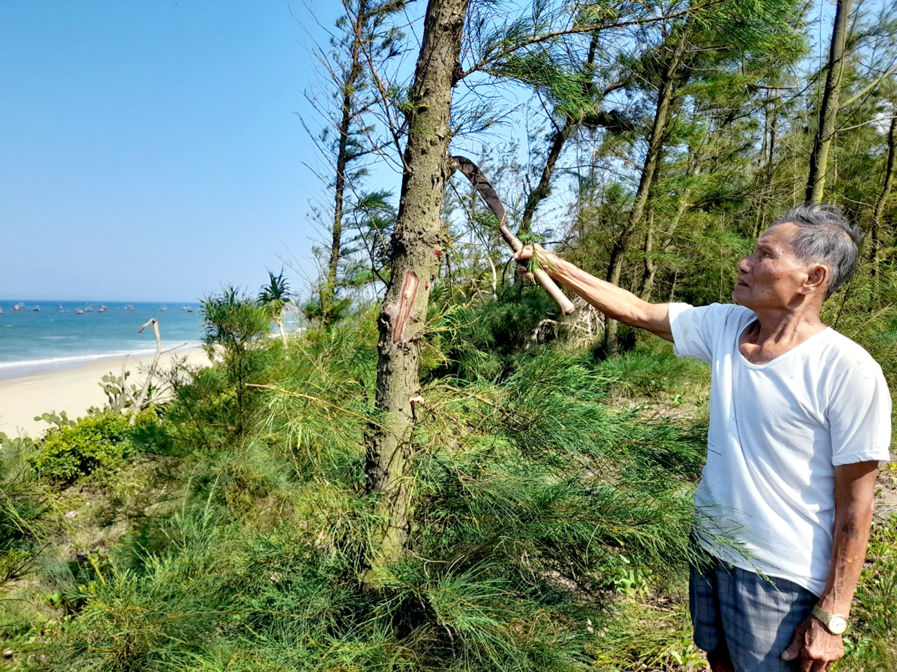 Rừng phi lao ven biển Tam Tiến được xem là lá chắn sóng gió cho các khu dân cư