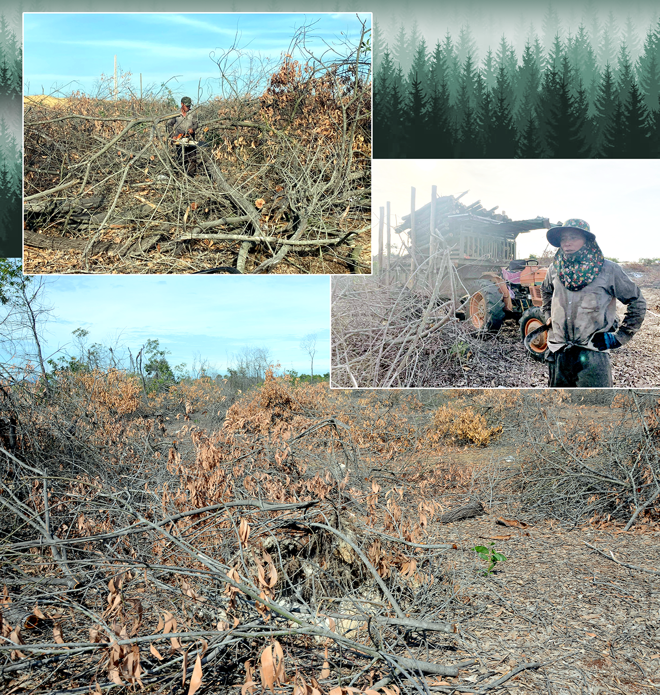 Thanh lý cây đổ ngã, đã khô tại rừng PACSA thuộc xã Tam Tiến (Núi Thành) năm 2021.