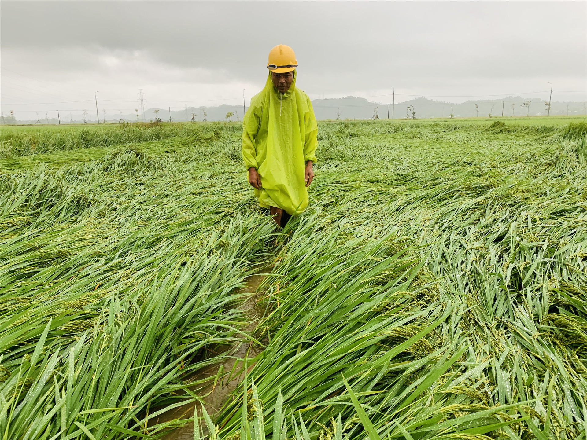 Đợt mưa to kèm theo gió mạnh kéo dài xảy ra cách đây 1 tháng khiến hàng loạt diện tích lúa ở nhiều địa phương của tỉnh bị ngã đổ nghiêm trọng.      Ảnh: VĂN SỰ