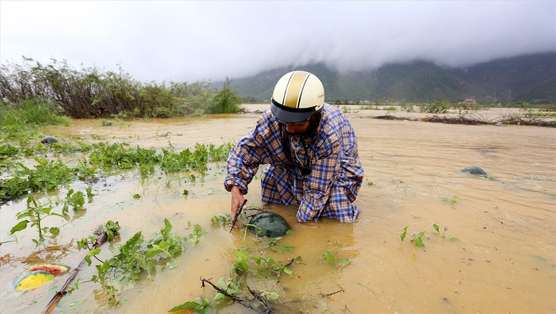 Mưa lũ trái mùa làm nông dân huyện Đại Lộc thất thu vụ dưa hấu nghiêm trọng.  Ảnh: VĂN SỰ