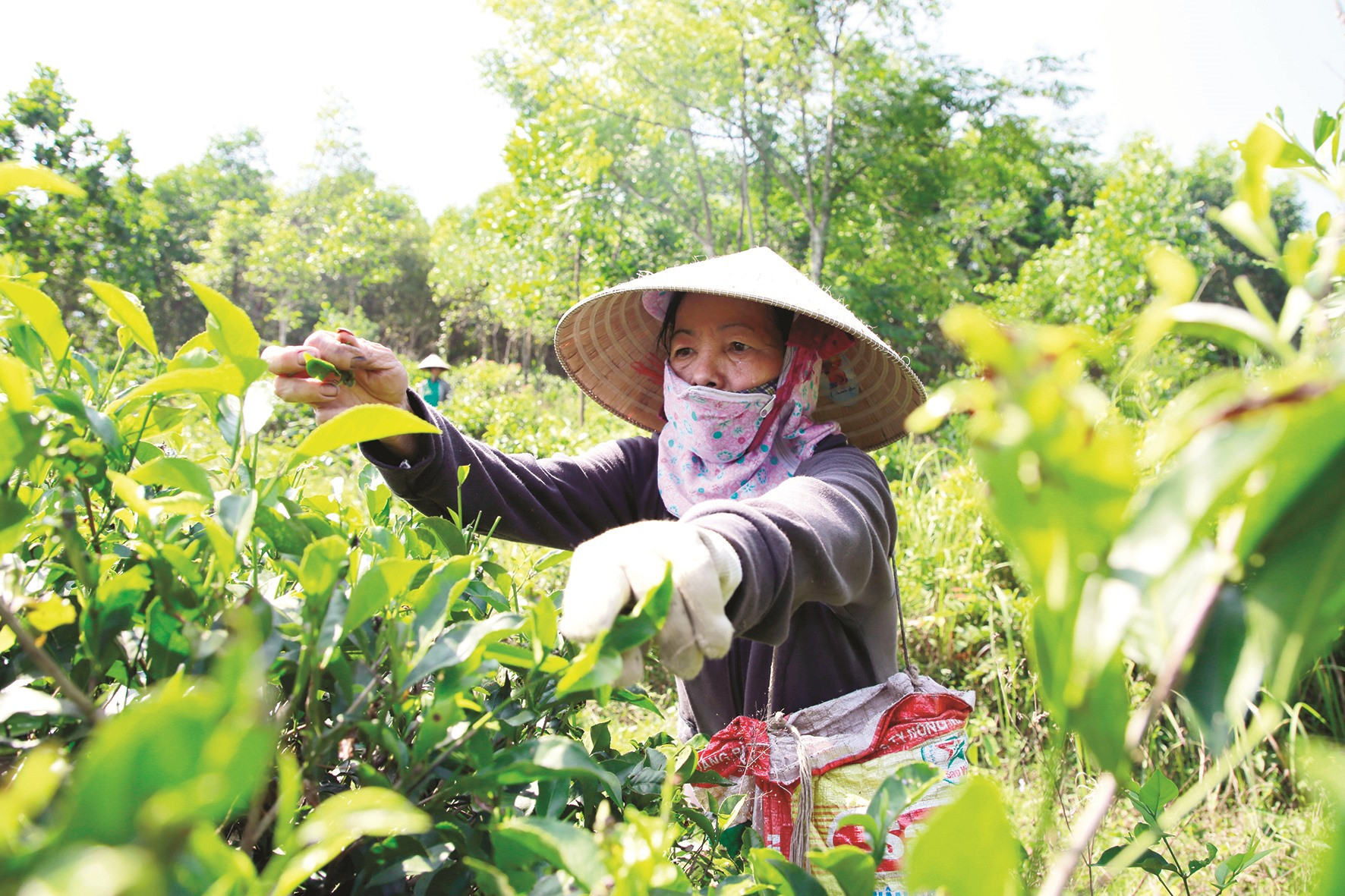Bà Nguyễn Thị Tươi gia nhập làm thành viên của hợp tác xã chè Đức Phú. Bà Tươi đã giữ lại hơn 2 sào đất trồng chè, không phá bỏ để trồng keo như nhiều người khác.