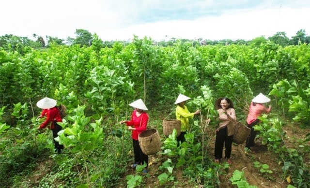 Thu hoạch dâu tằm