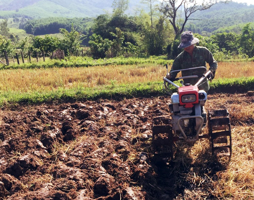 Sau khi gặt lúa đông xuân, nông dân huyện miền núi Nông Sơn khẩn trương cày phơi ải đất để cắt đứt cầu nối sâu bệnh chuyển vụ. Ảnh: MAI NHI