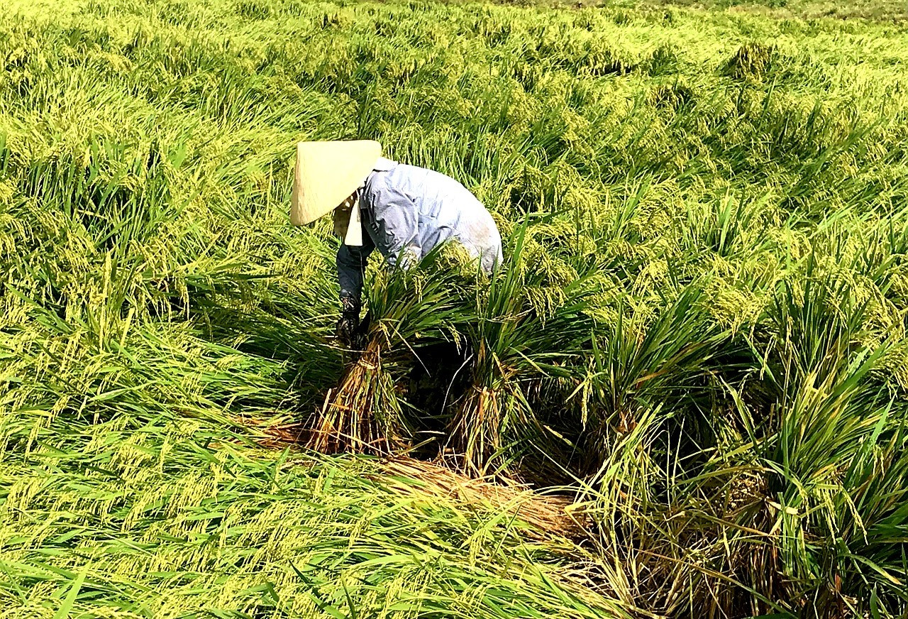 Đợt mưa to kèm theo gió mạnh kéo dài xảy ra cách đây 1 tháng khiến hàng loạt ruộng lúa của Điện Bàn bị ngã đổ, ngập úng, hư hại nghiêm trọng.   Ảnh: M.L