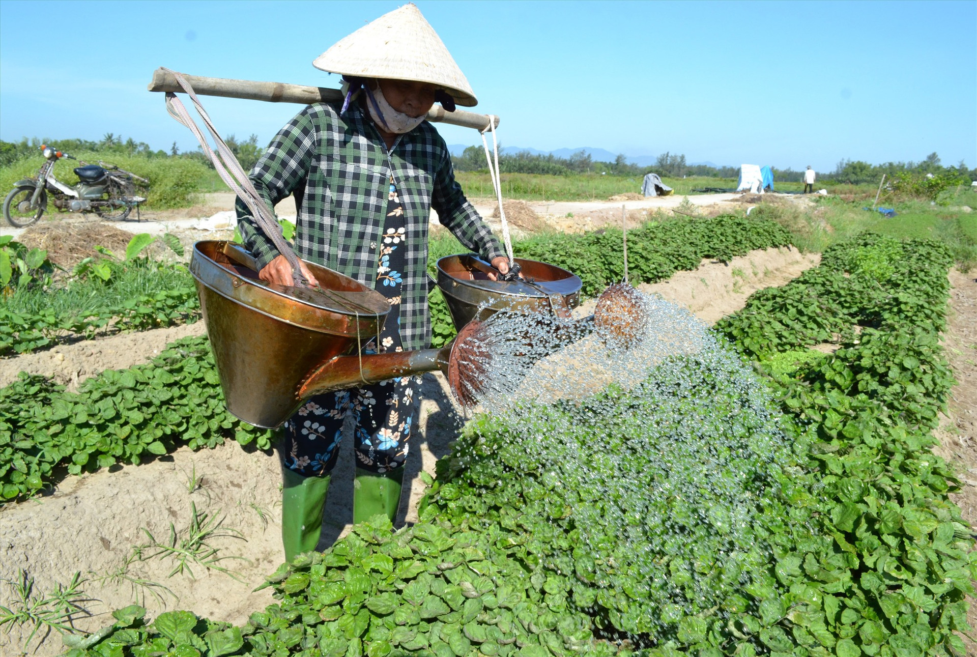 Sản xuất nông nghiệp ở Thăng Bình góp phần tăng trưởng kinh tế. Ảnh: Q.VIỆT