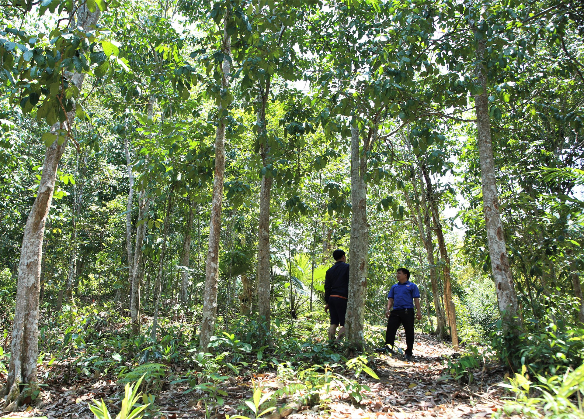 Chú trọng phát triển rừng trồng gỗ lớn, nhiều năm qua, Nam Giang khuyến khích người dân chuyển đổi phương thức sản xuất mới gắn với sinh kế bền vững. Ảnh: ALĂNG NGƯỚC