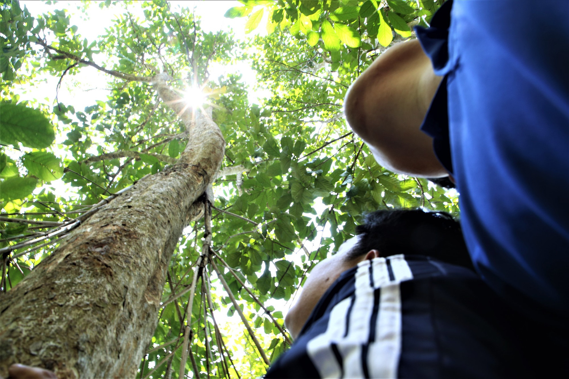 Nhiều mô hình trồng rừng gỗ lớn được thí điểm tại Nam Giang. Ảnh: ALĂNG NGƯỚC