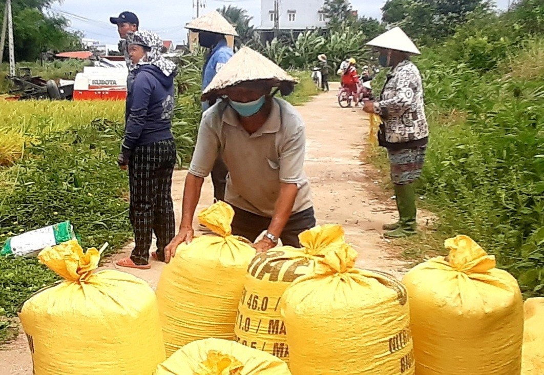 Do thời tiết bất lợi, vụ này năng suất và sản lượng lúa của Quế Sơn tụt giảm so với đông xuân năm ngoái. Ảnh: MAI NHI