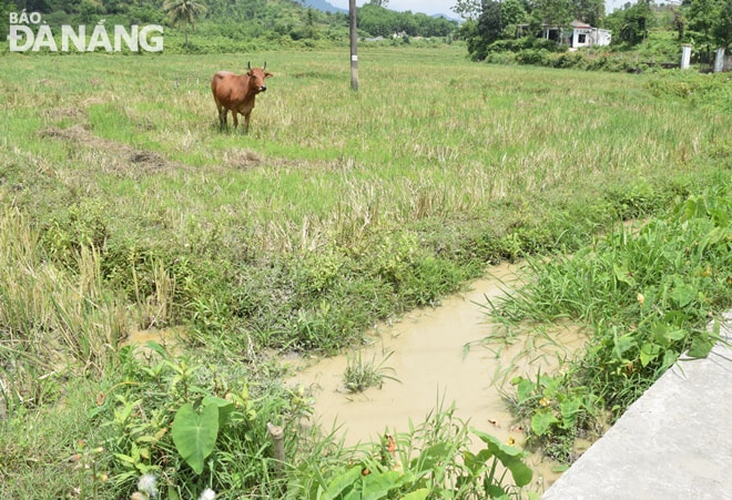 Nước đục chảy ra từ khu vực chế biến đá xây dựng cũng tràn xuống đồng ruộng. 