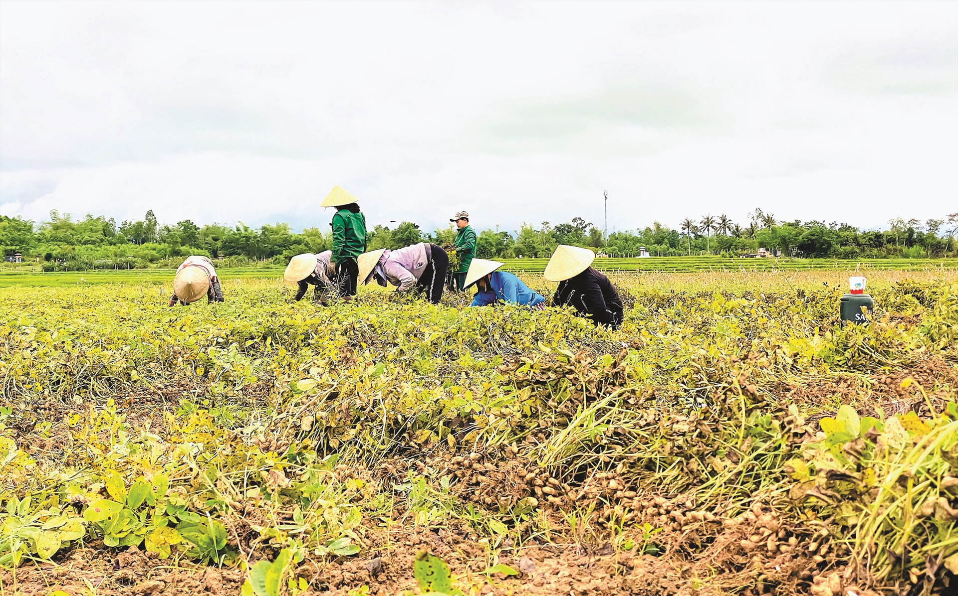 Khoảng 14ha đậu phụng ở làng Xuân Nam canh tác theo phương thức sản xuất sạch không dùng thuốc bảo vệ thực vật. Ảnh: TẤN CHÂU