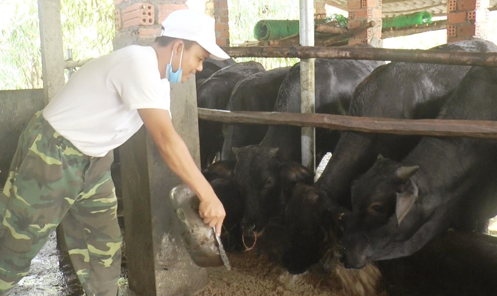 Người chăn nuôi ở Quế Sơn cần tập trung thực hiện đồng bộ các biện pháp phòng dịch để hạn chế vi rút gây bệnh xâm nhiễm và gây hại đàn vật nuôi.  Ảnh: PV
