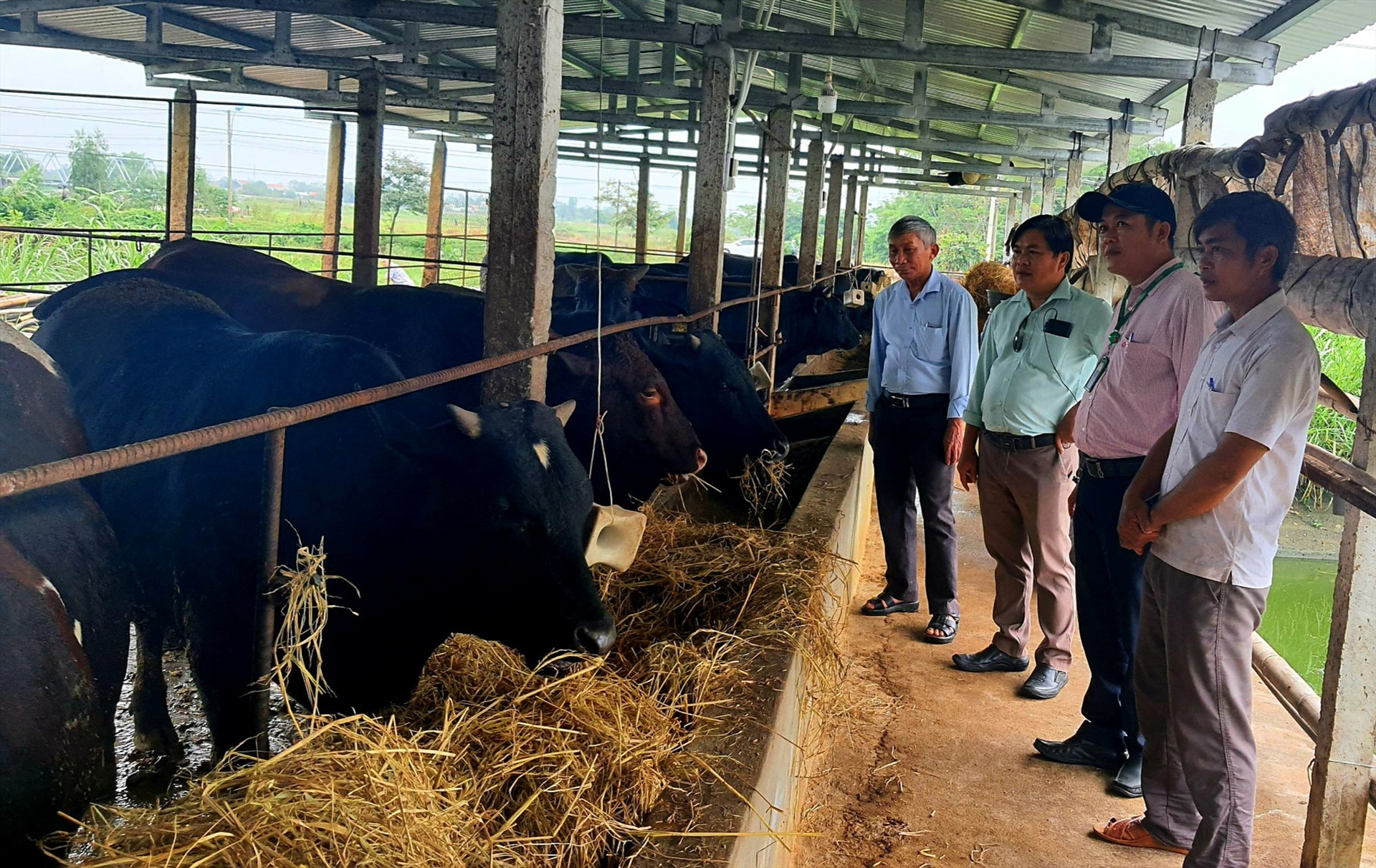 Nhiều mô hình nuôi bò ngoại 3B với số lượng lớn ở Điện Bàn mang lại hiệu quả kinh tế cao.   Ảnh: PV