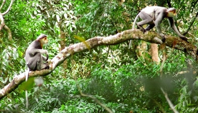 Grey-shanked douc langurs in Tam My Tay community