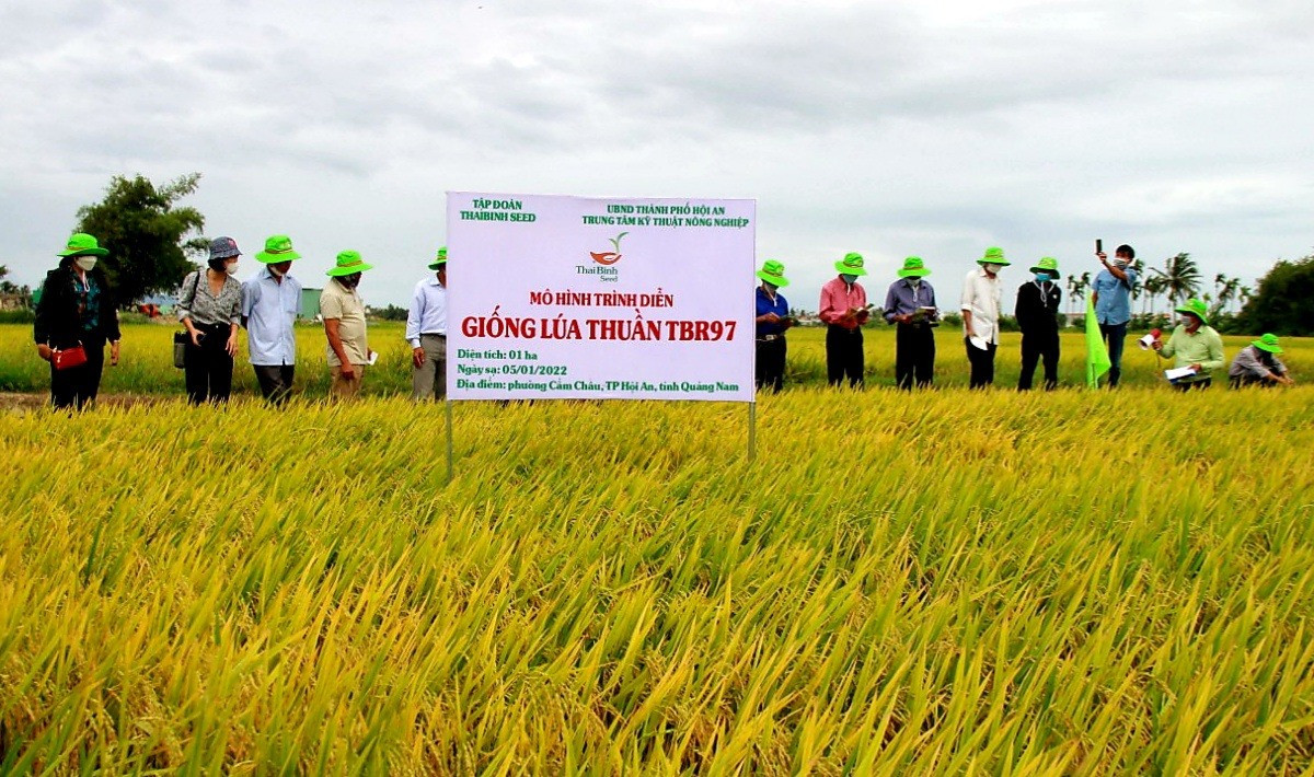 Việc liên kết sản xuất giống lúa hàng hóa giúp nông dân nâng cao giá trị kinh tế trên cùng đơn vị diện tích canh tác và ổn định đầu ra sản phẩm. Ảnh: MAI NHI