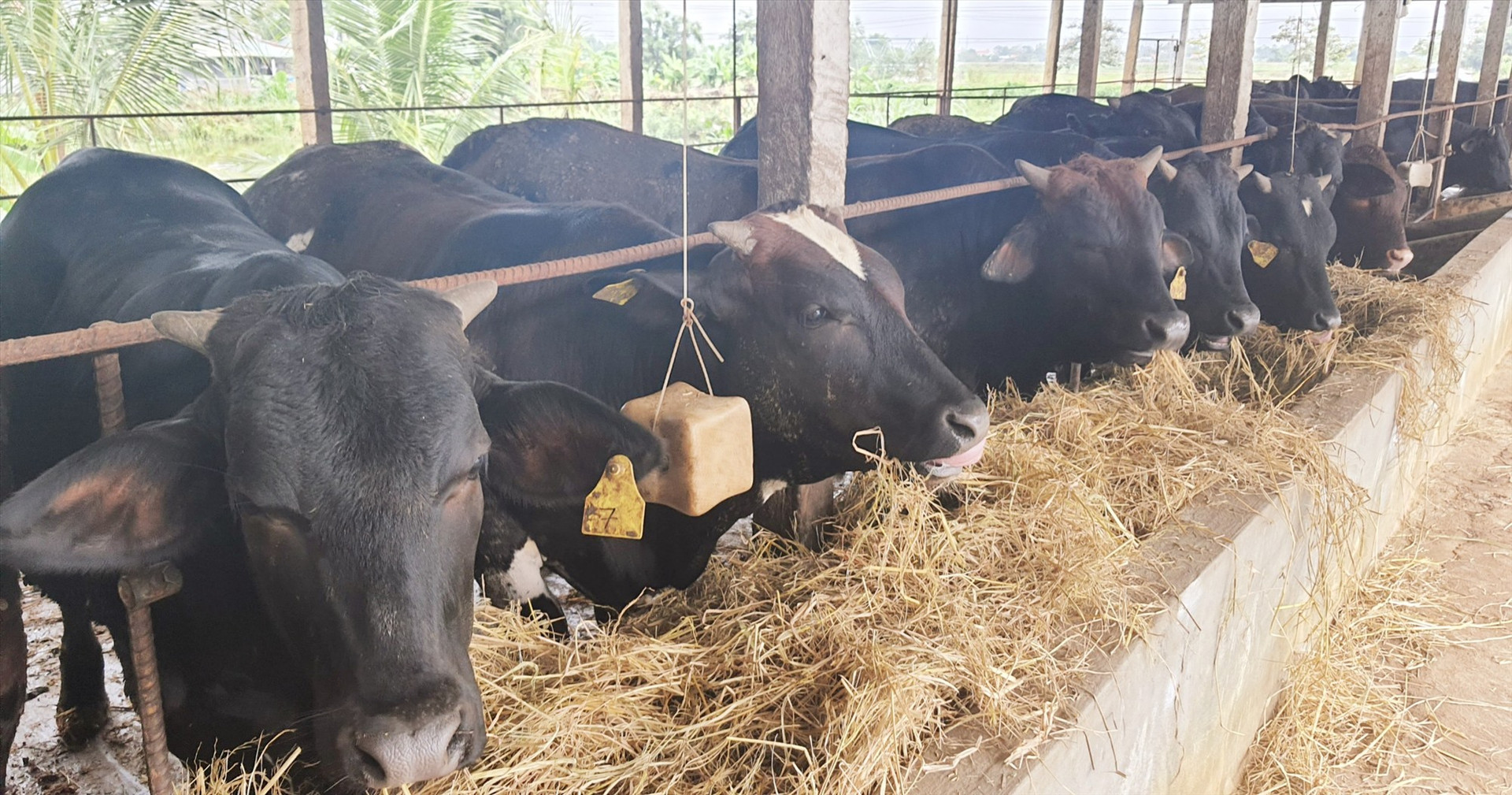 Những năm gần đây, tại Điện Bàn ngày càng xuất hiện nhiều mô hình chăn nuôi bò ngoại 3B với số lượng lớn mang lại hiệu quả kinh tế cao.      Ảnh: N.P