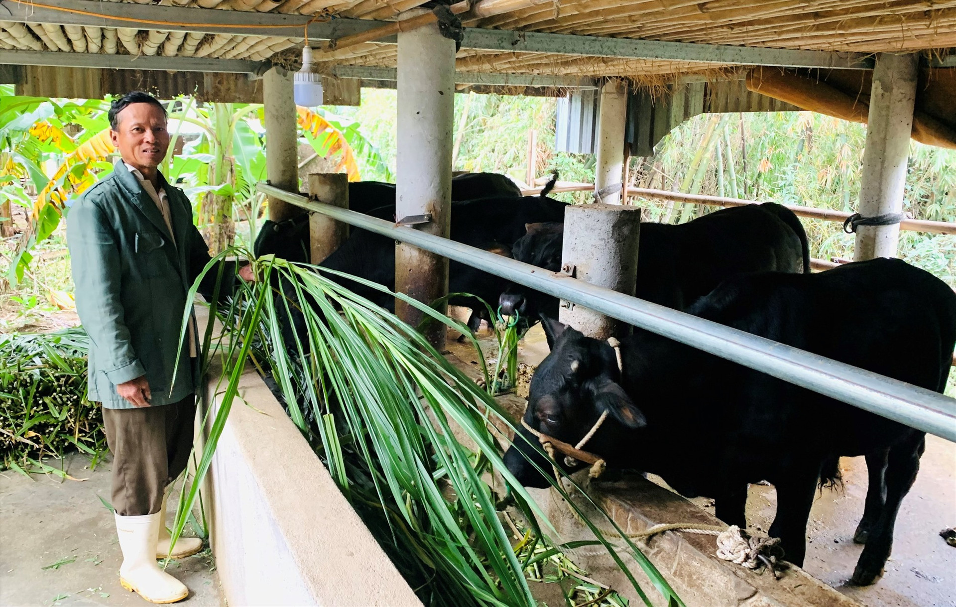 Người dân thôn Phú Văn (xã Điện Quang, Điện Bàn) chủ động trồng cỏ voi nguyên liệu phục vụ mô hình chăn nuôi bò thâm canh, đảm bảo vệ sinh môi trường và an toàn dịch bệnh.   Ảnh: N.P