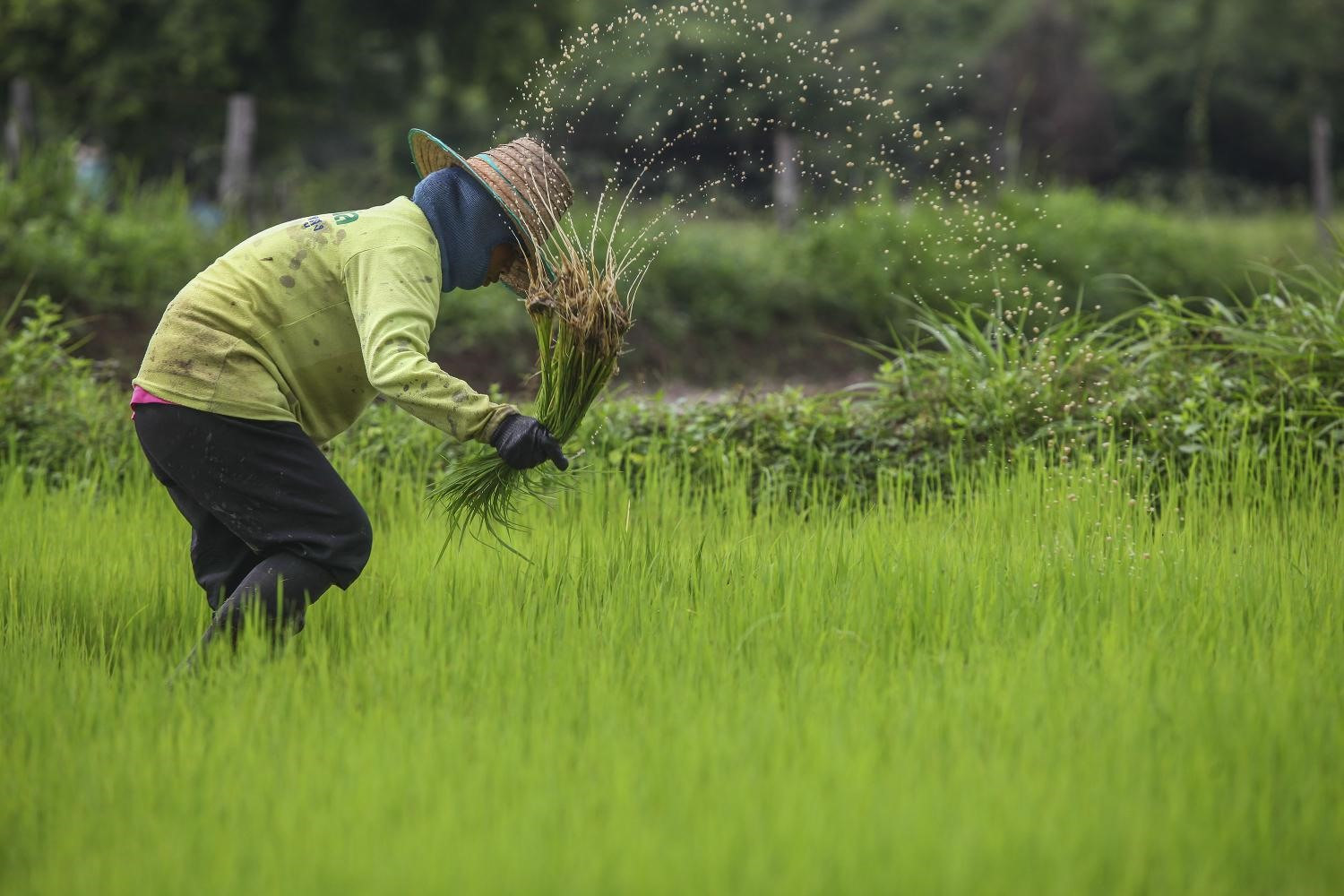 Nông nghiệp thông minh giúp nông dân Thái Lan thích ứng biến đổi khí hậu, bảo vệ môi trường và cải thiện thu nhập. Ảnh: bangkokpost