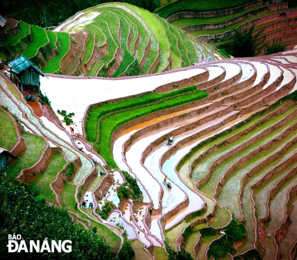 Đường nét ngày vào vụ cấy.