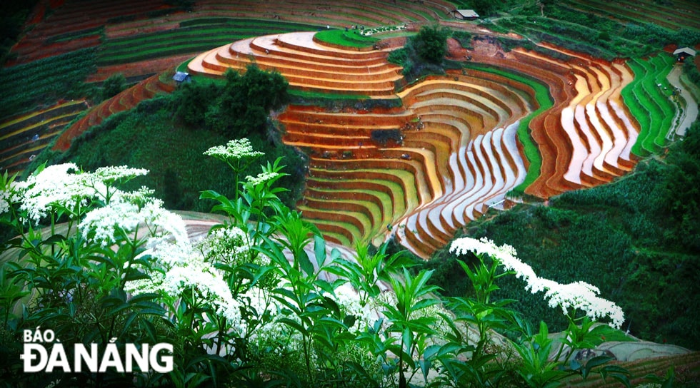 Hoa của núi đồi La Pán Tẩn.