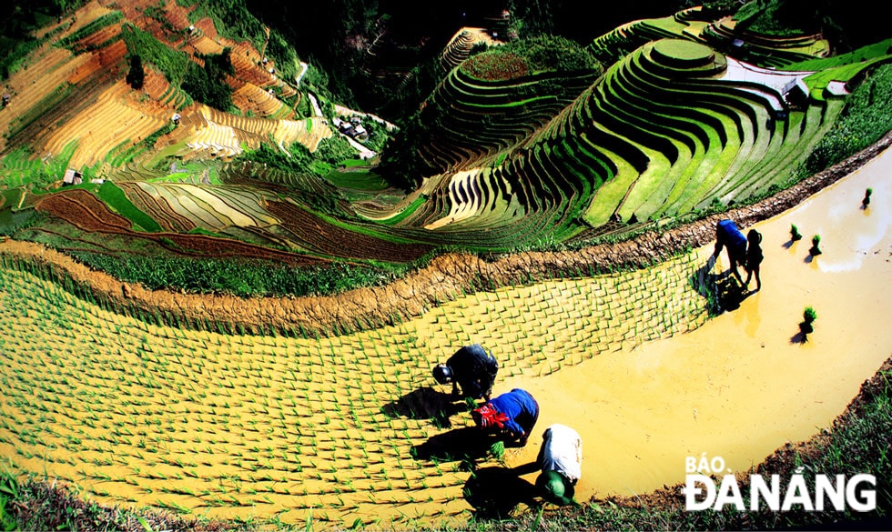 Cấy lúa trên thửa ruộng ở đồi Mâm Xôi.