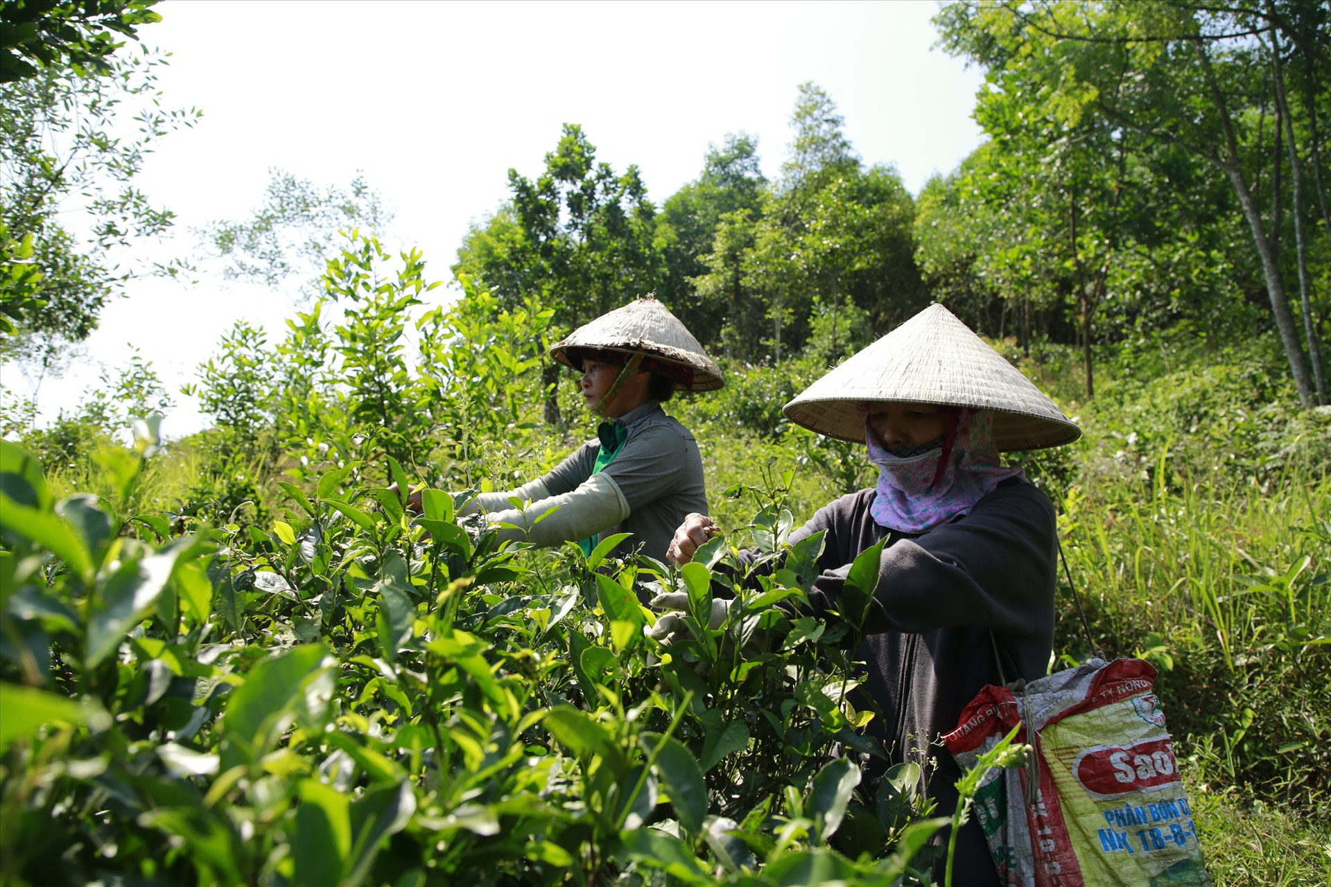 Mô hình trồng chè ở Hợp tác xã Chè Đức Phú hứa hẹn nhiều tiềm năng phát triển kinh tế địa phương. Ảnh: C.H