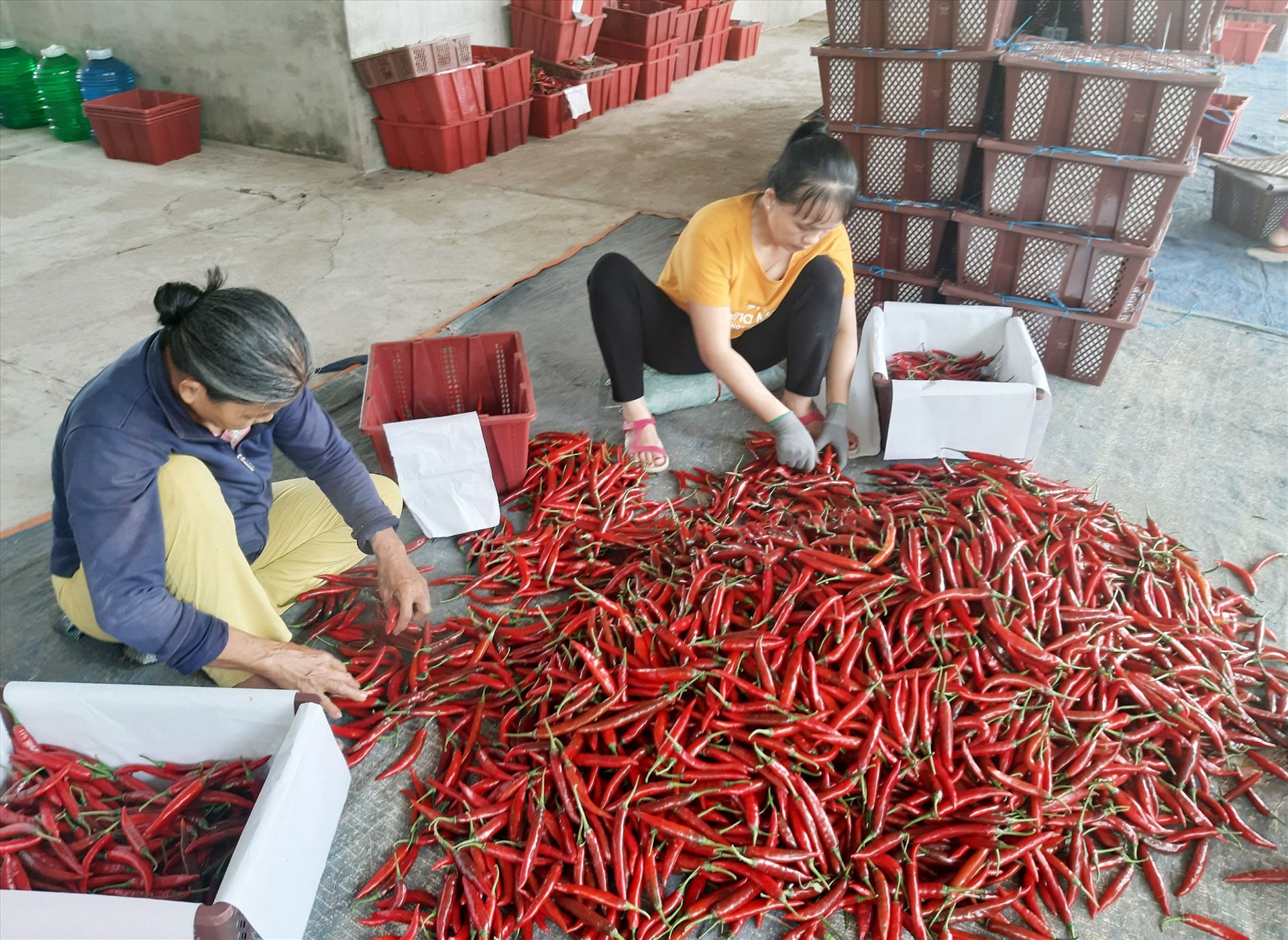 Những năm gần đây, nông dân Duy Xuyên tích cực liên kết với các doanh nghiệp tổ chức sản xuất nhiều loại nông sản theo chuỗi giá trị nhằm nâng cao hiệu quả kinh tế và ổn định đầu ra sản phẩm. Ảnh: THÀNH SỰ