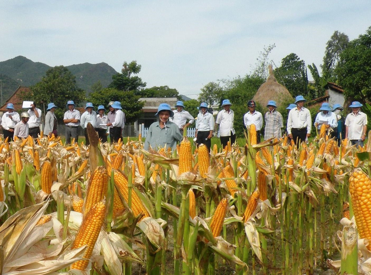 Nhiều mô hình trồng bắp lai trên đất lúa ở Duy Xuyên mang lại giá trị kinh tế cao. Ảnh: N.S