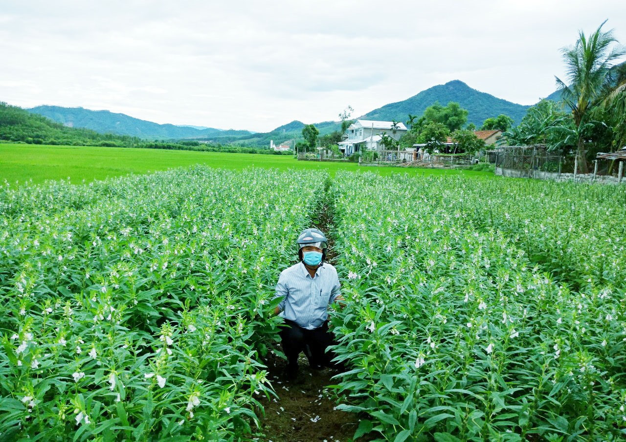 Những năm gần đây, chuyển đất lúa sang gieo trồng mè trong vụ hè thu, nông dân xã Quế Lộc của huyện Nông Sơn thu về khoảng 2 triệu đồng/sào (tăng 400 - 600 nghìn đồng so với sản xuất lúa). Ảnh: N.S