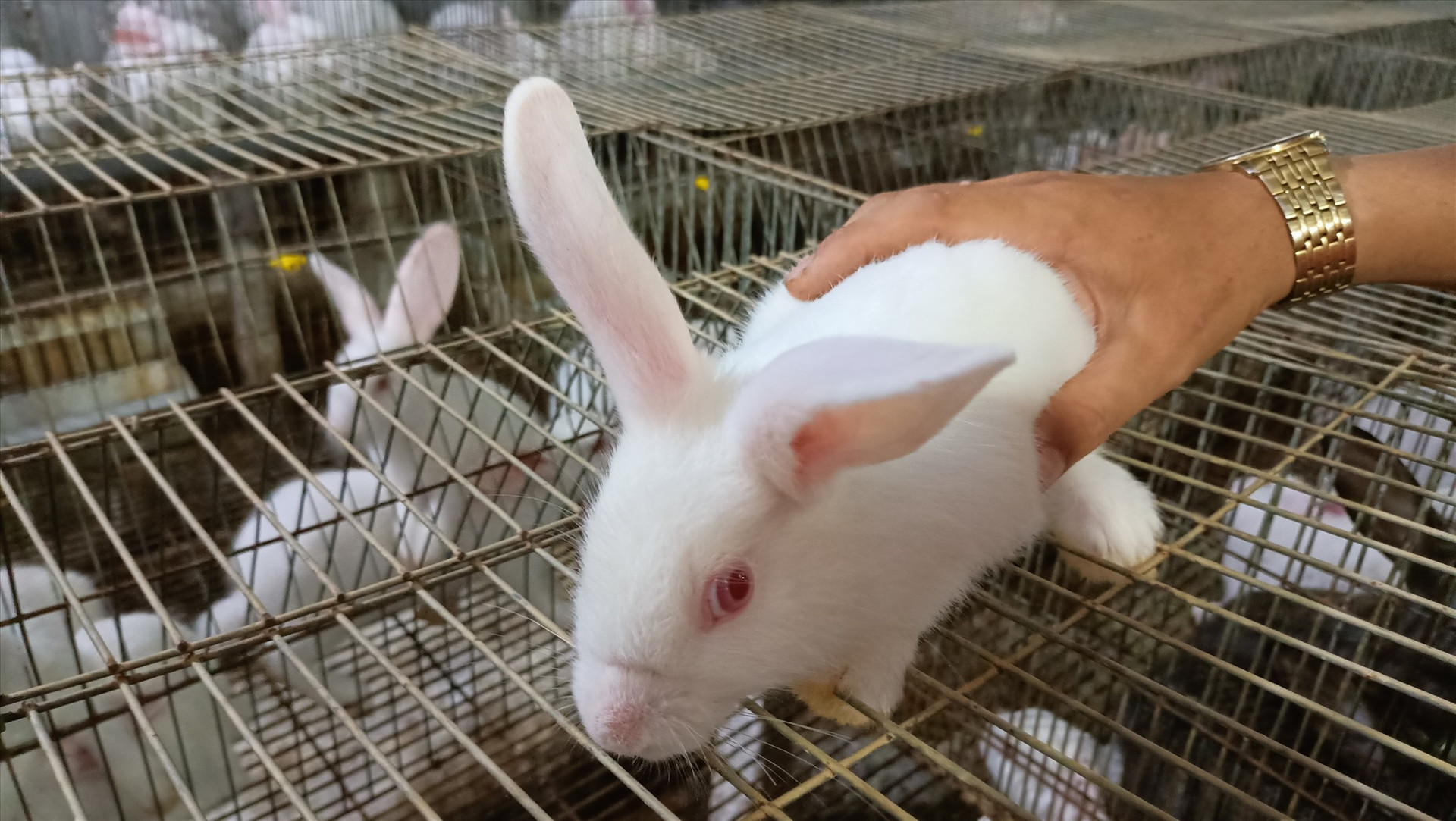 Thỏ con cân nặng khoảng 1,8k trở lên có thể xuất bán giống hoặc thương phẩm. Ảnh: N.Q