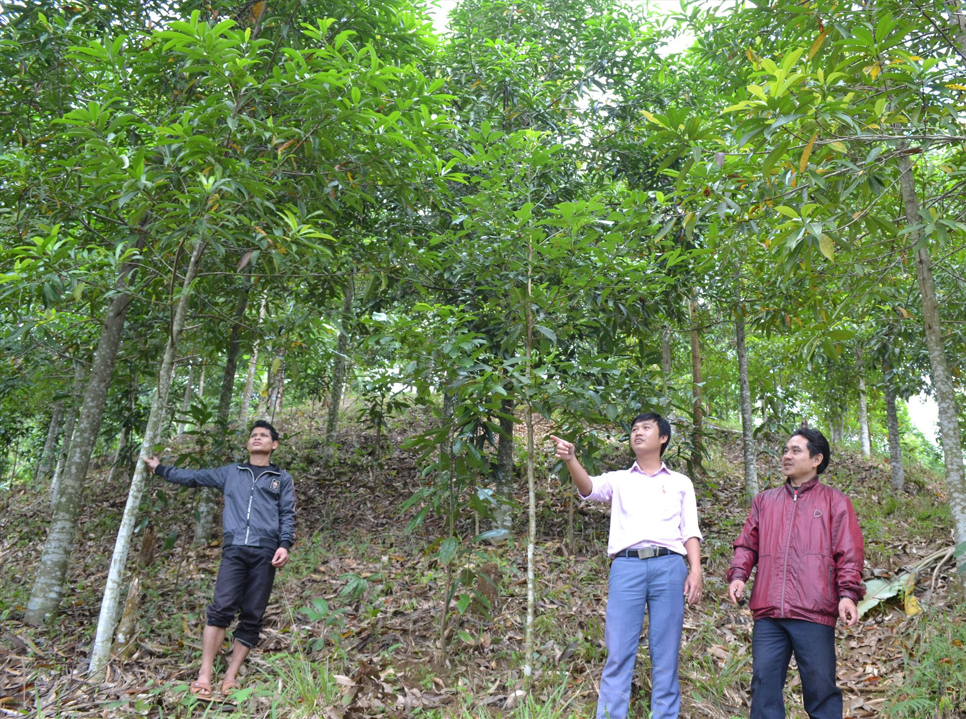 Tín dụng chính sách giúp người dân miền núi phát triển kinh tế rừng hiệu quả. Ảnh: VIỆT NGUYỄN