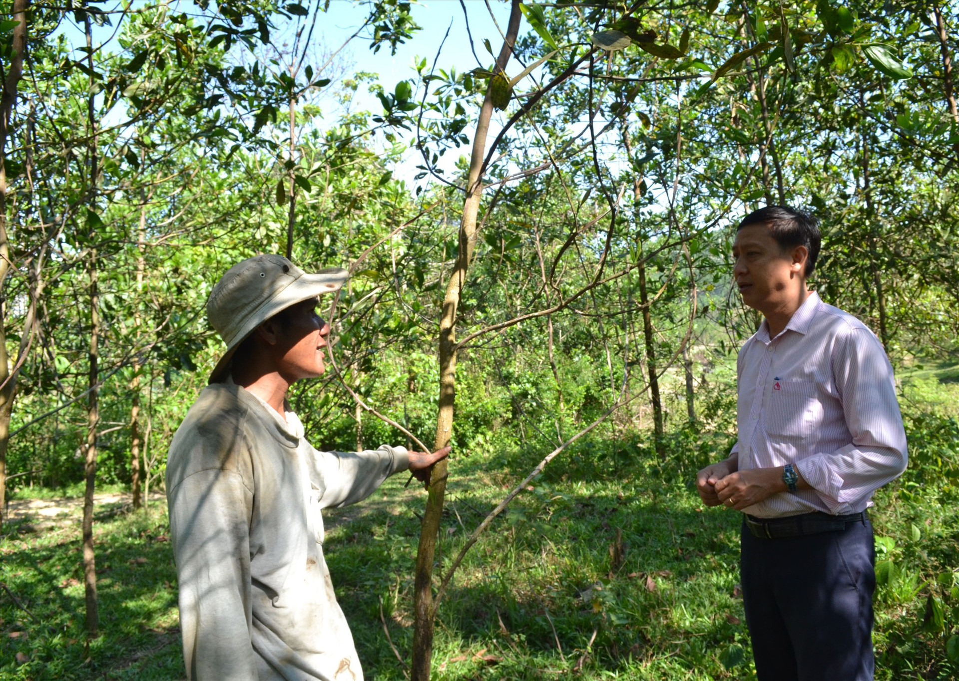 Mô hình trồng keo lá tràm hiệu quả của hộ ông Nguyễn Văn Linh. Ảnh: VIỆT NGUYỄN