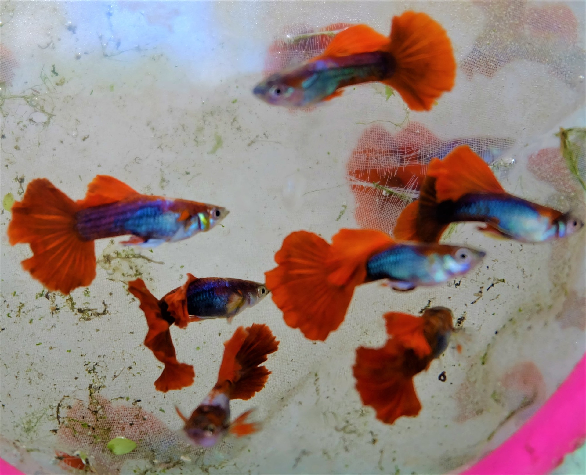 Màu sắc rực rỡ là điểm nổi bật của dòng cá bảy màu. Trong hình là cá bảy màu Dumbo redtail. Ảnh: M.L