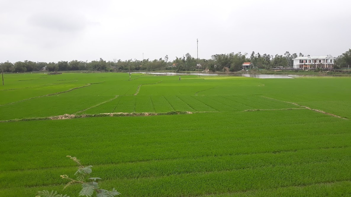 Năm 2022, Quảng Nam chuyển đổi 1.318ha đất trồng lúa sang các loại cây trồng khác. Ảnh: C.N