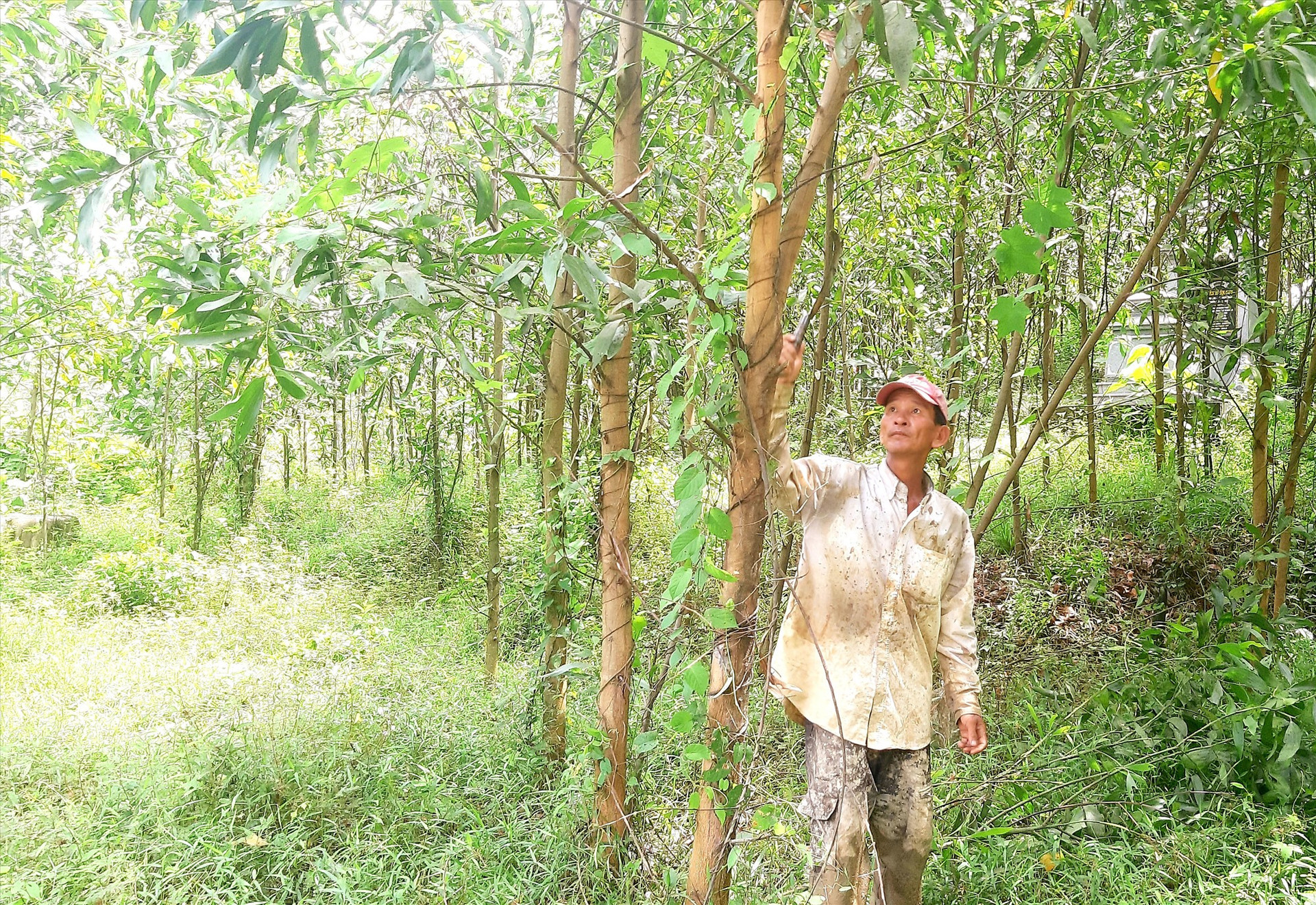 Mô hình trồng rừng nguyên liệu theo phương thức hàng hóa giúp nhiều hộ dân ở xã Phước Ninh có nguồn thu nhập khá. Ảnh: S.A