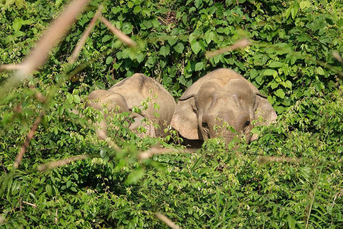 Hai cá thể voi được phát hiện ở cánh rừng thuộc huyện Hiệp Đức. Ảnh: P.V