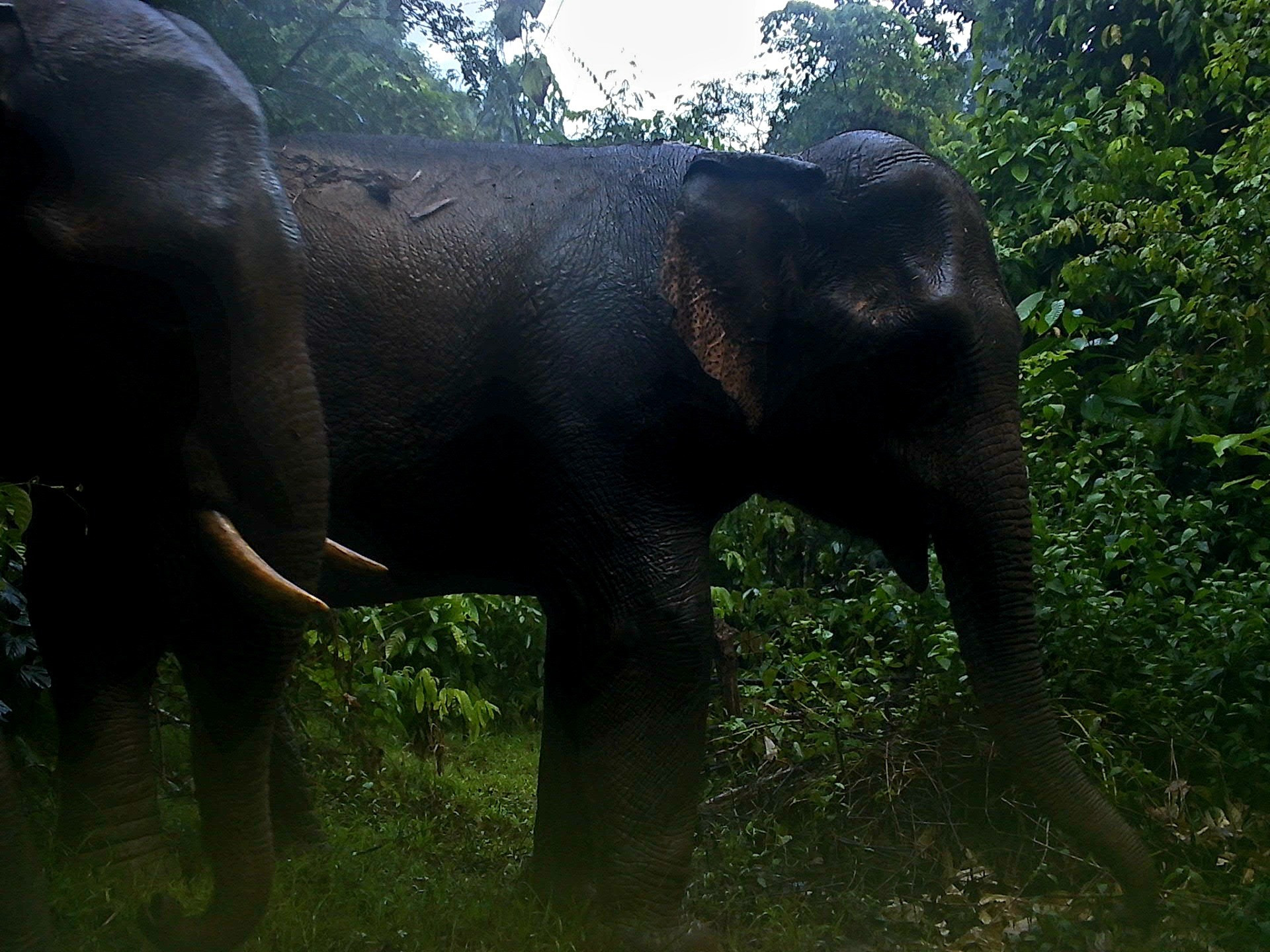 Việc giữ rừng, bảo vệ sinh cảnh của voi rừng và động vật quý hiếm là nhiệm vụ cấp thiết. Ảnh: Ban quản lý KBT loài và sinh cảnh voi cung cấp.