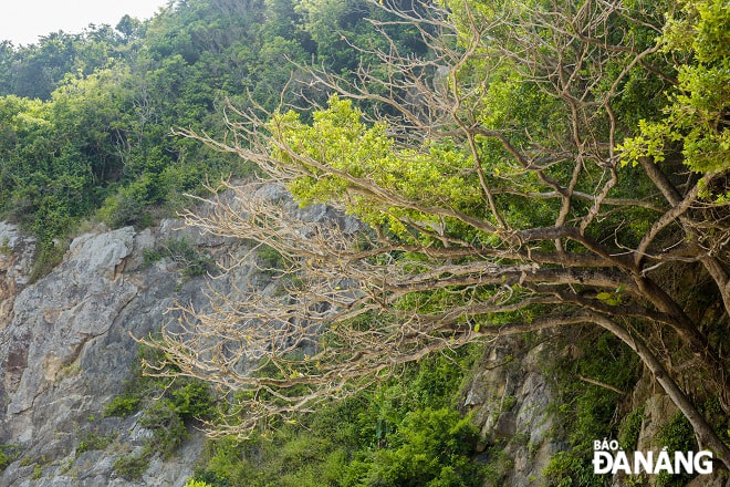 Hình ảnh cây cối xum xuê tại bãi Ghềnh (Ghềnh Bàng). Ảnh: CHÁNH LÂM