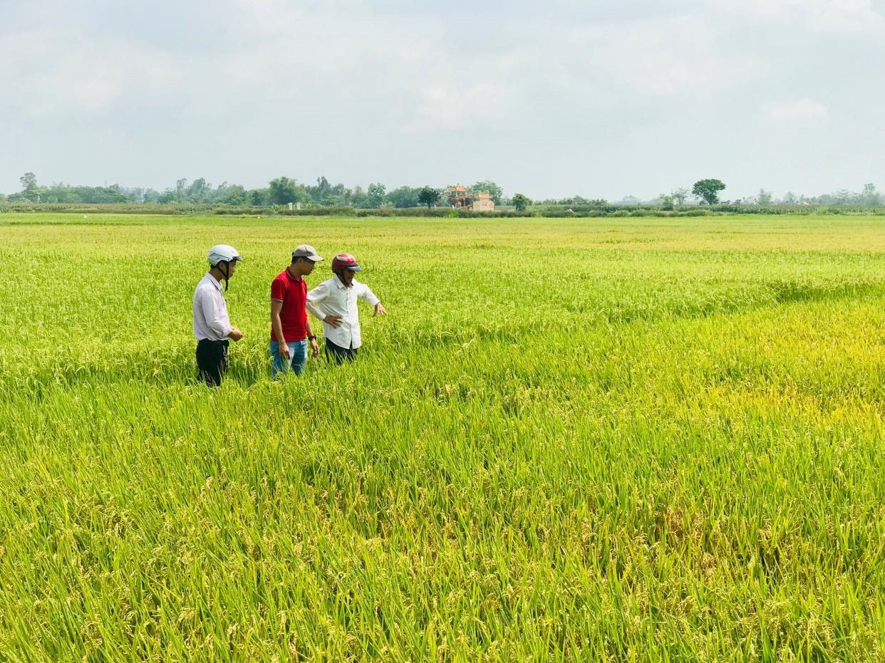 Một cánh đồng sản xuất lúa hữu cơ ở Điện Bàn. Ảnh: Q.T