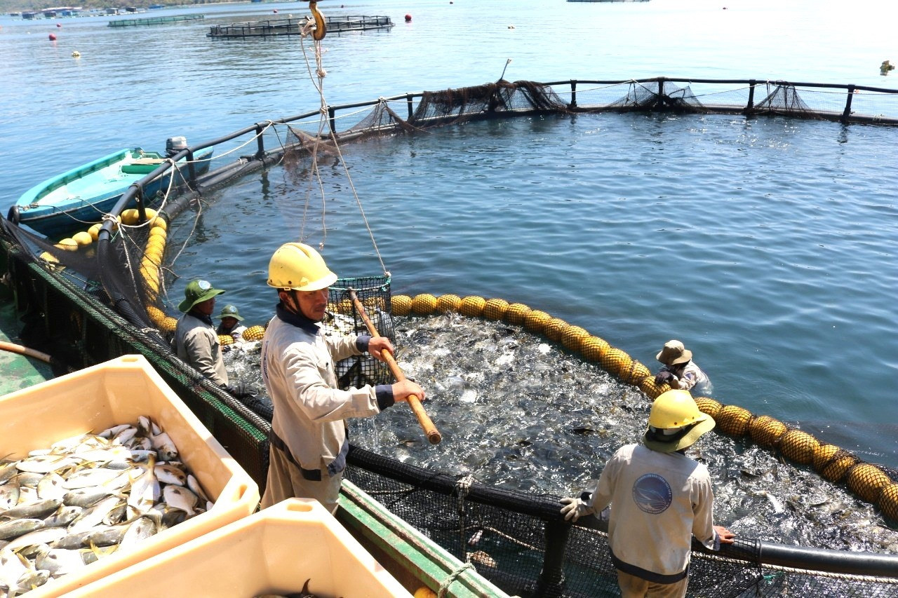 Nuôi biển công nghiệp, bền vững là hướng phát triển ngành thủy sản của Quảng Nam. Ảnh: VIỆT NGUYỄN
