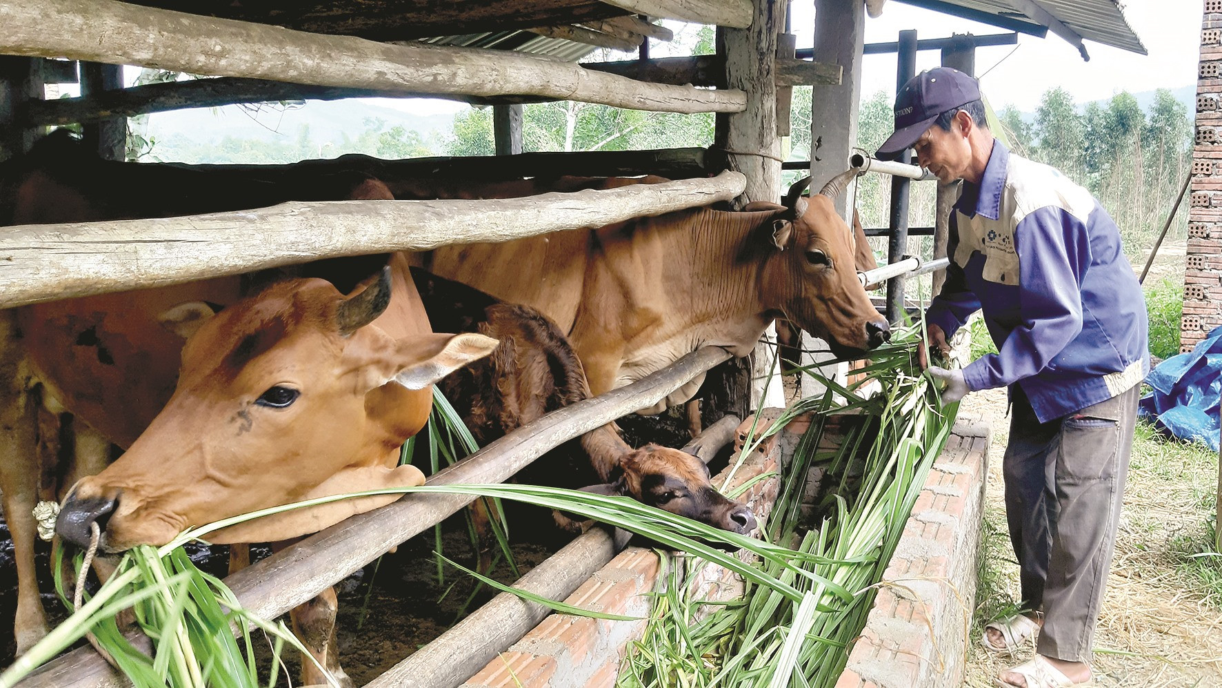 Những năm gần đây, người dân miền núi tập trung đầu tư xây dựng mô hình nuôi bò lai thâm canh để nâng cao nguồn thu nhập, cải thiện cuộc sống.