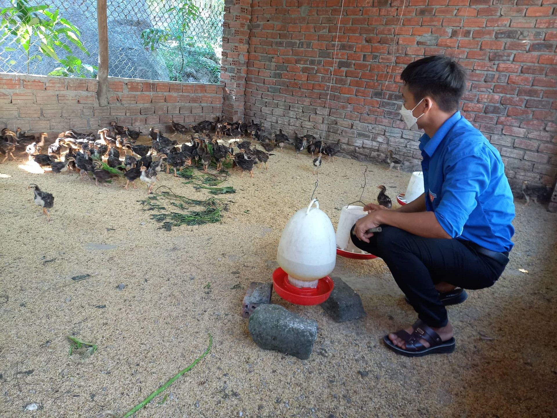Mô hình chăn nuôi gà của anh Hồ Ngọc Hiệp. ảnh DT