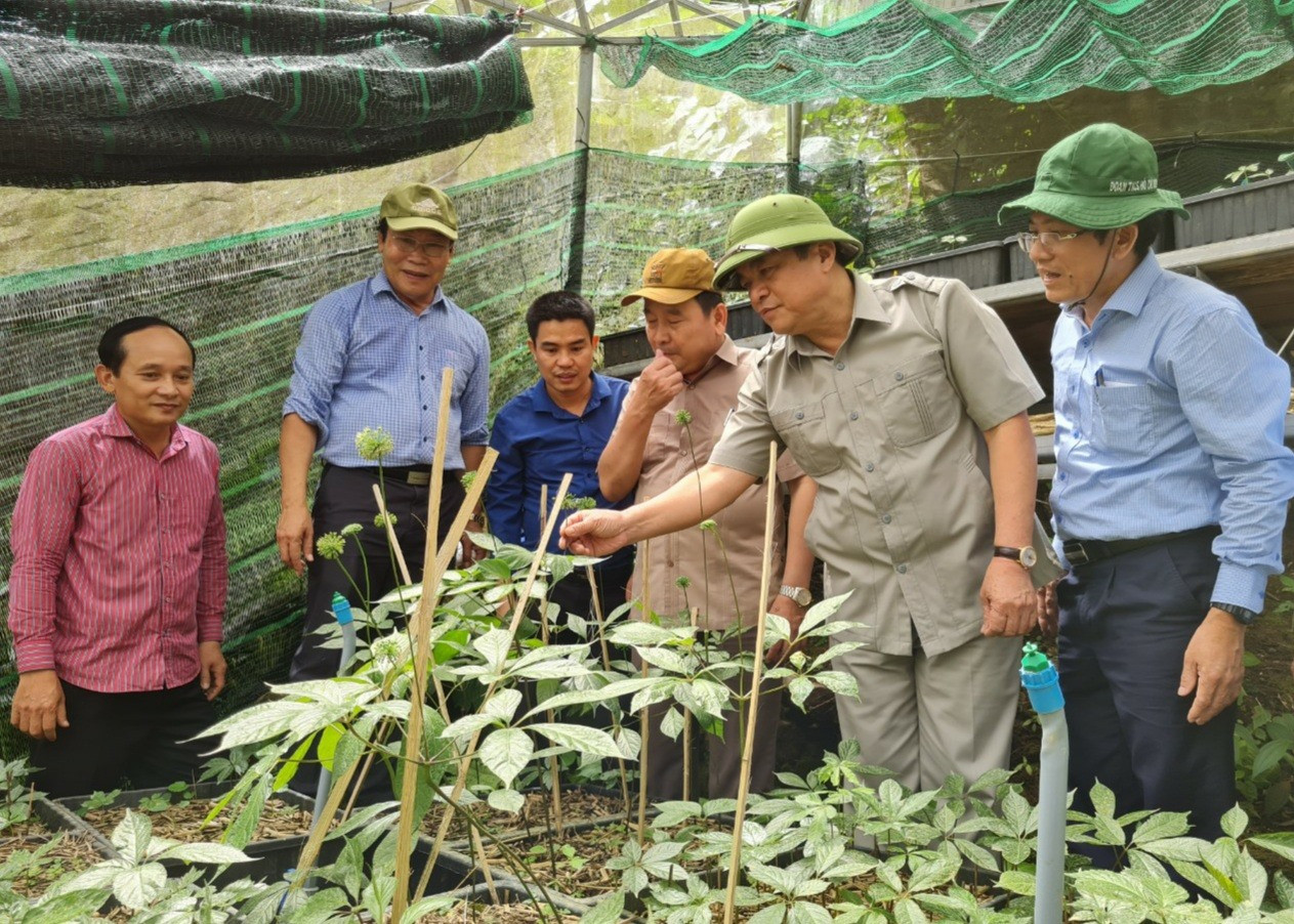 Lãnh đạo tỉnh kiểm tra việc bảo tồn và phát triển sâm Ngọc Linh tại huyện miền núi cao Nam Trà My.    Ảnh: S.L